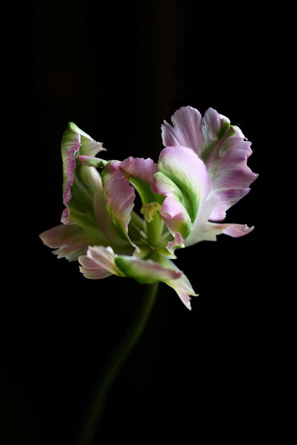 Тюльпан 1 - интерьерная фотокартина